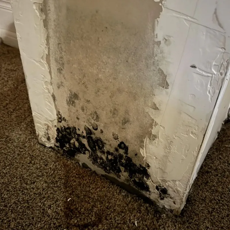 Professional Mold Removal in Hamburg, NY